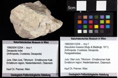 Foto (Objket + Etiketten) von Discutiolira moesica (Muţiu & Bădăluţă, 1971) 